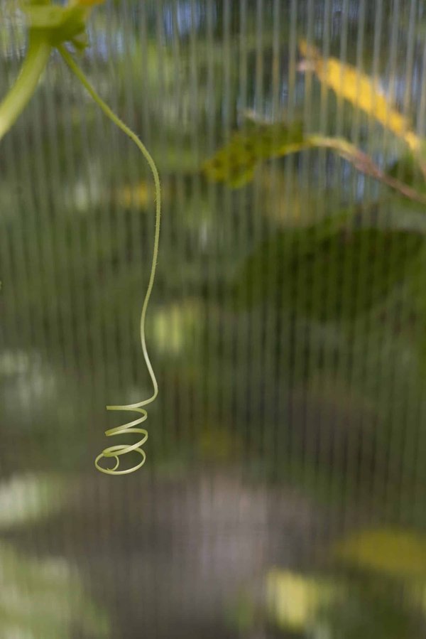 How Should Athletes Adjust Their Training Regimes During Periods of Air Pollution?